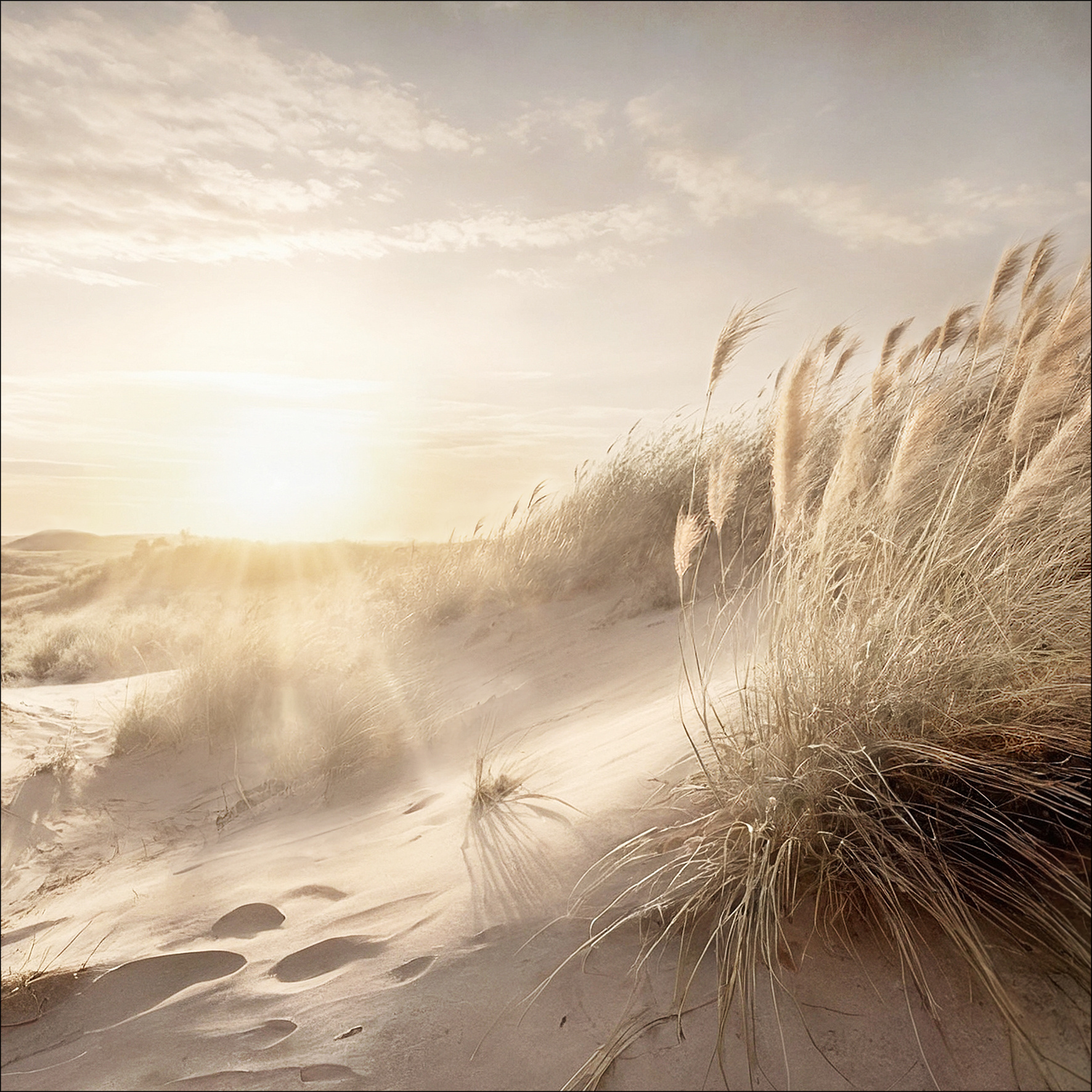 Glasbild DUNE GRASS AT SUNRISE