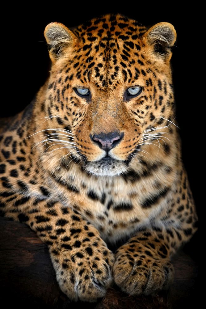 Acrylglasbild LEO