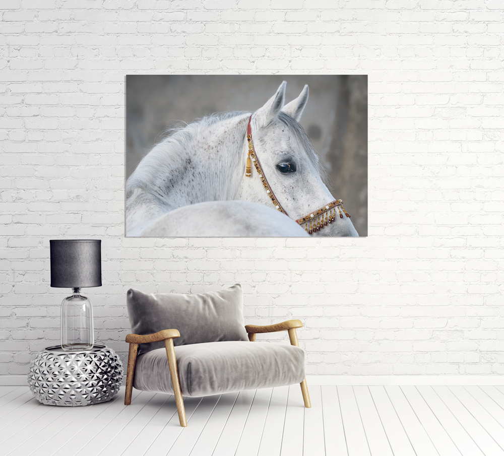 Akustikbild ARABER HENGST