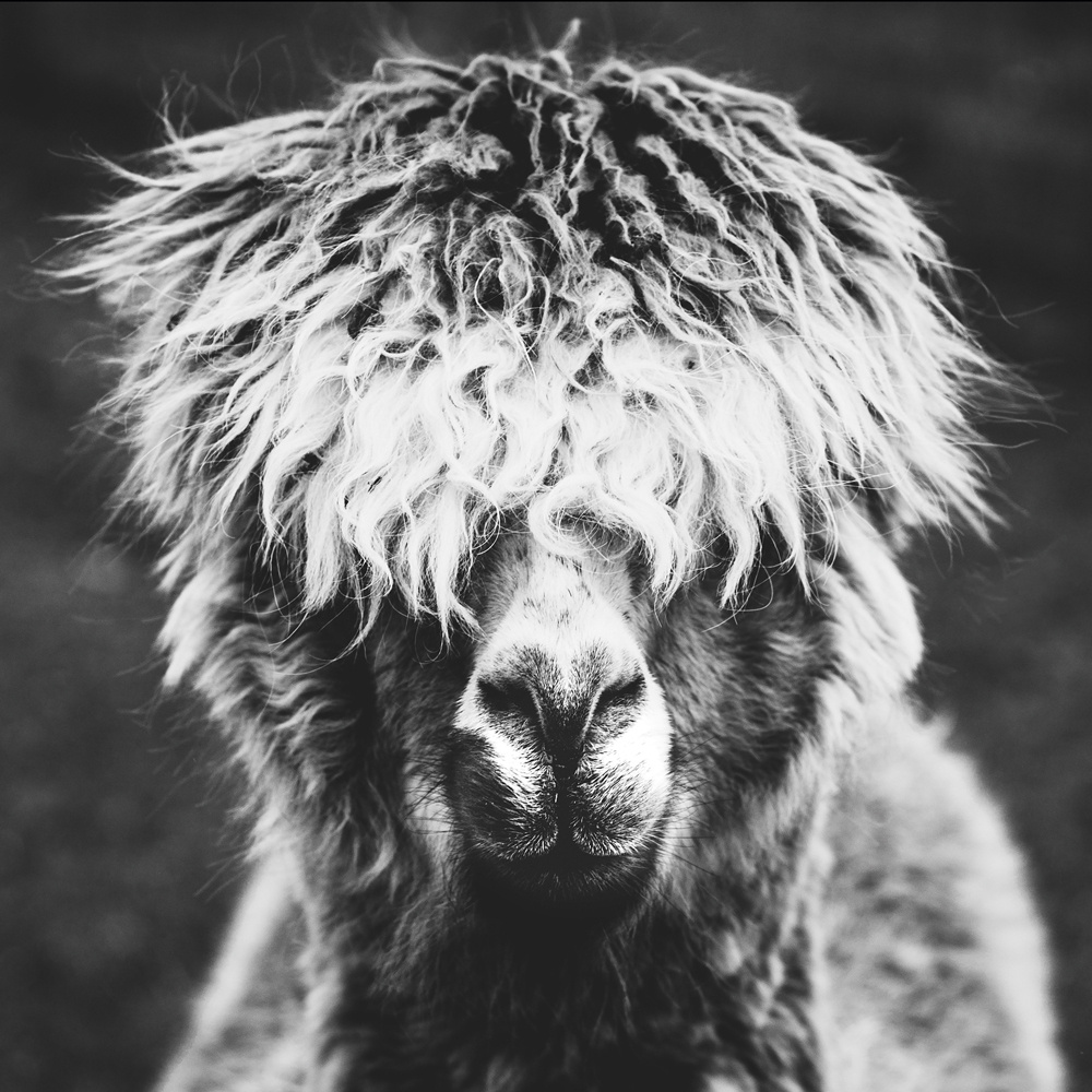 Akustikbild ALPAKA HIPPIE