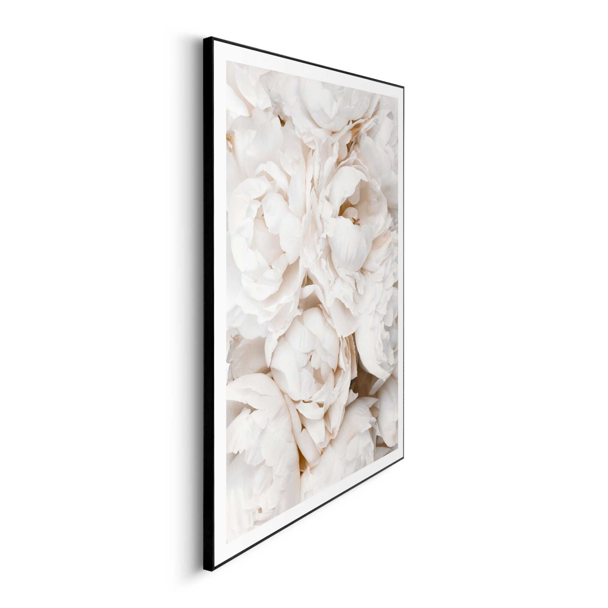 Bild WHITE ROSES