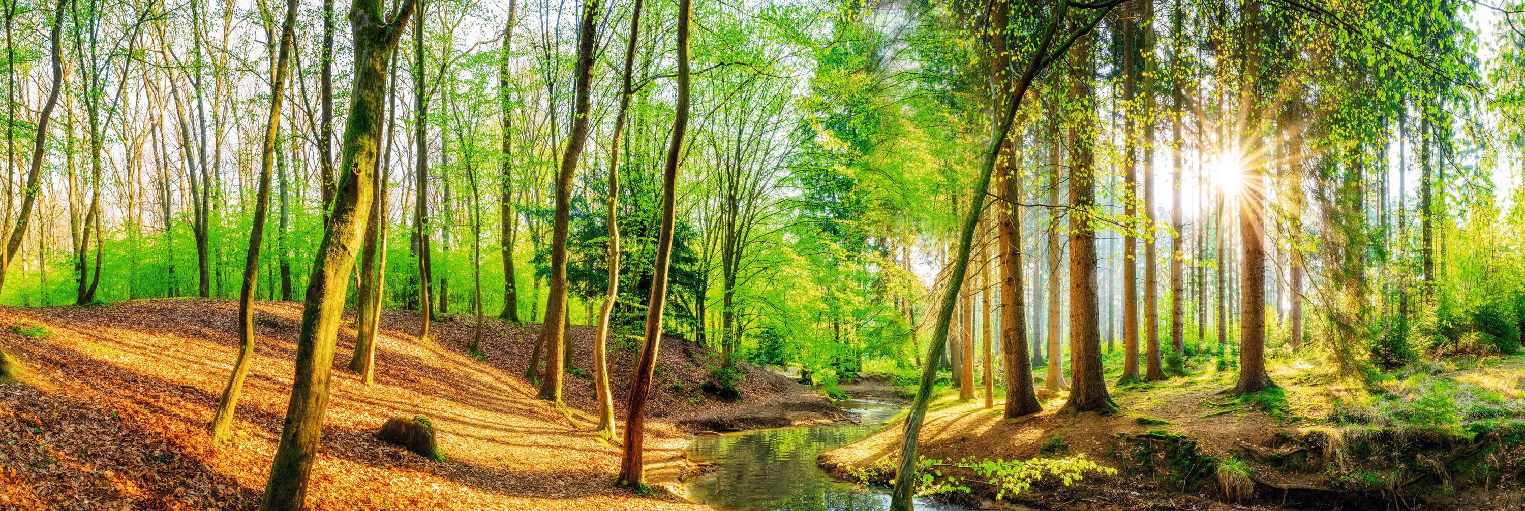 Bild SPRING WOODS