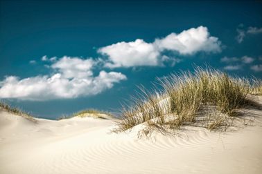 Bild GRASS ON SAND S