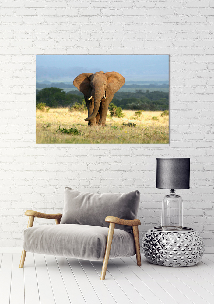 Akustikbild ELEFANT