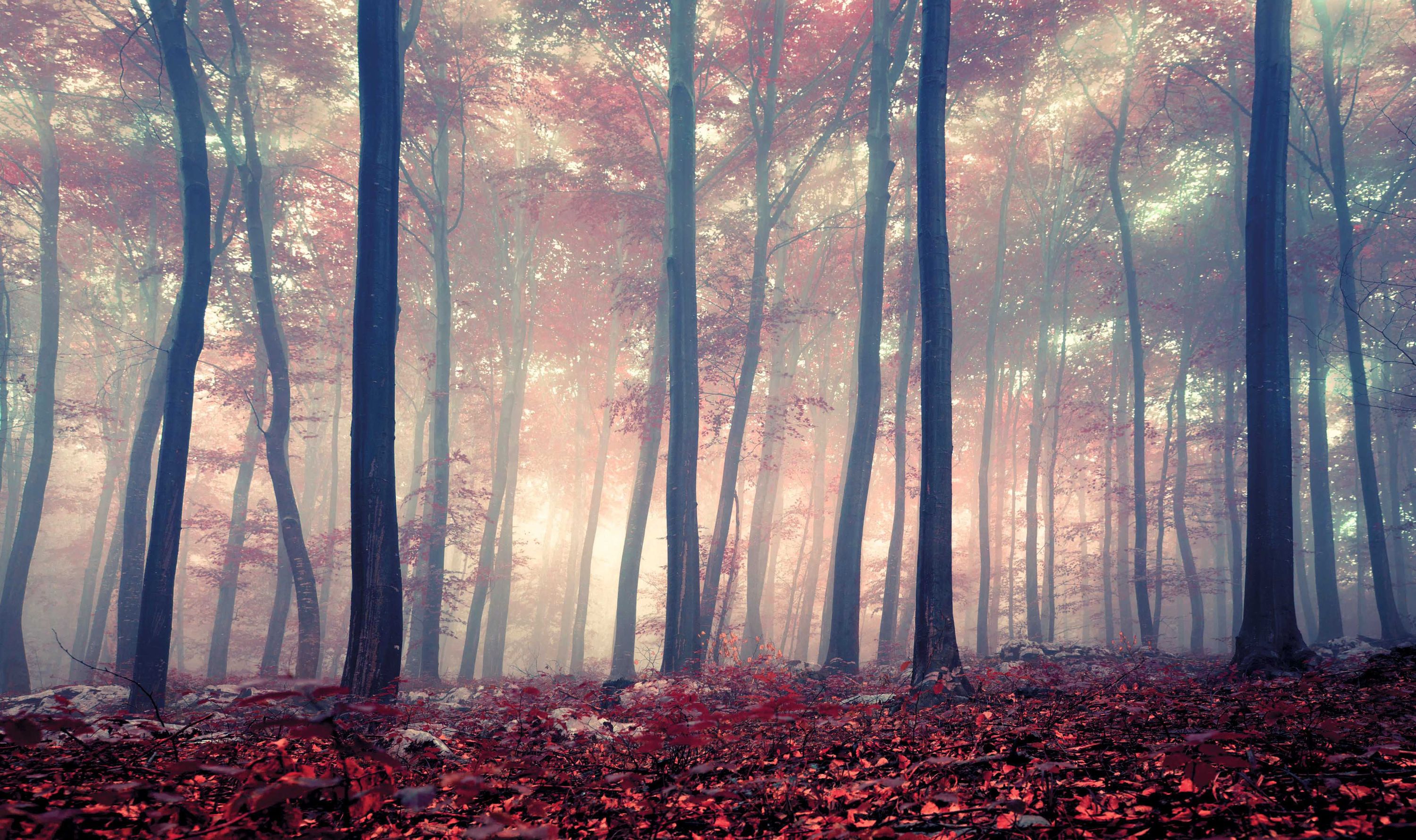 Bild FOREST