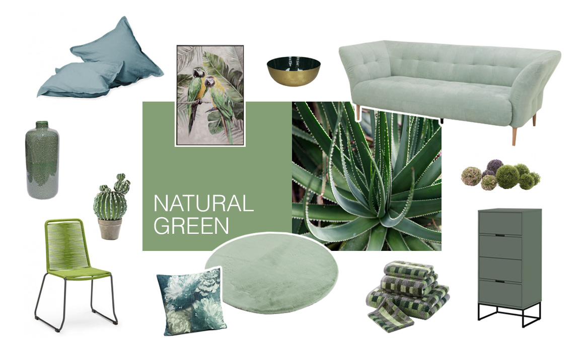 Farbwelt Natural Green - Arrangement von Möbeln und Accessoires in Farbtönen von Grün bis Grau - Foto einer Aloe Vera Pflanze