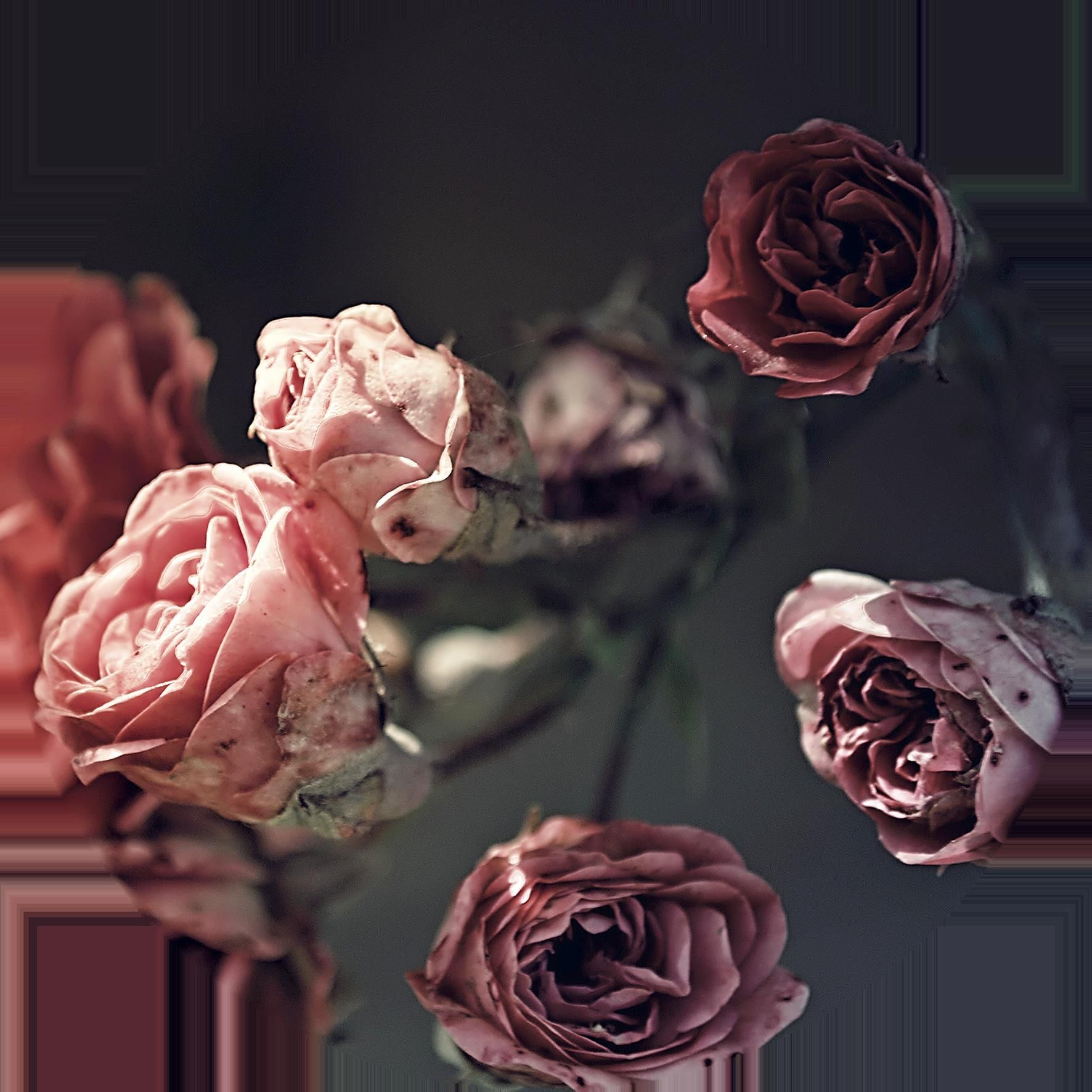 Glasbild BEAUTIFUL ROSES