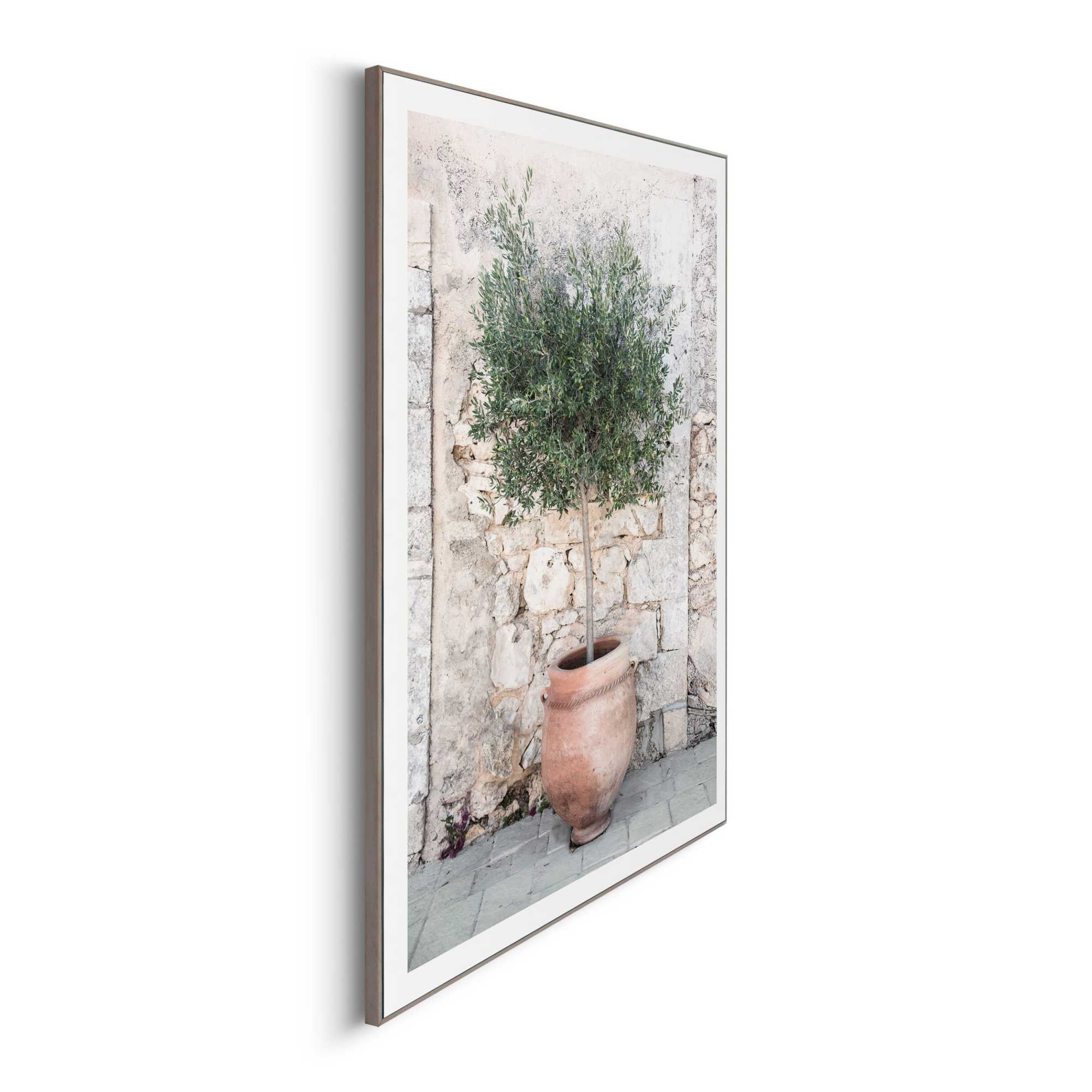 Bild OLIVE TREE