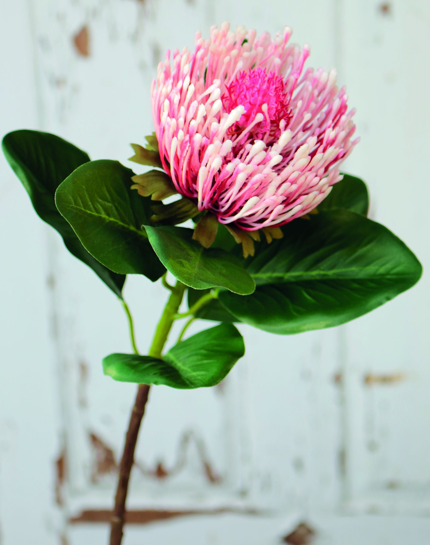 Kunstblume PROTEA