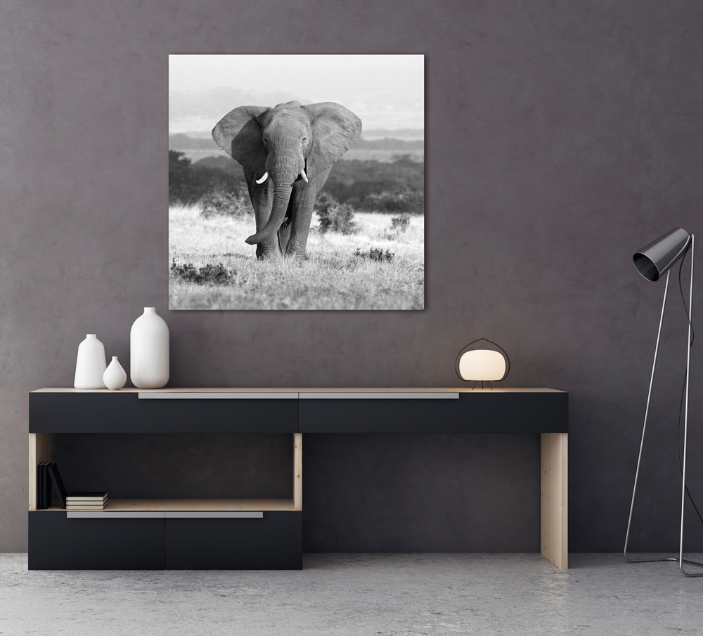 Akustikbild ELEFANT