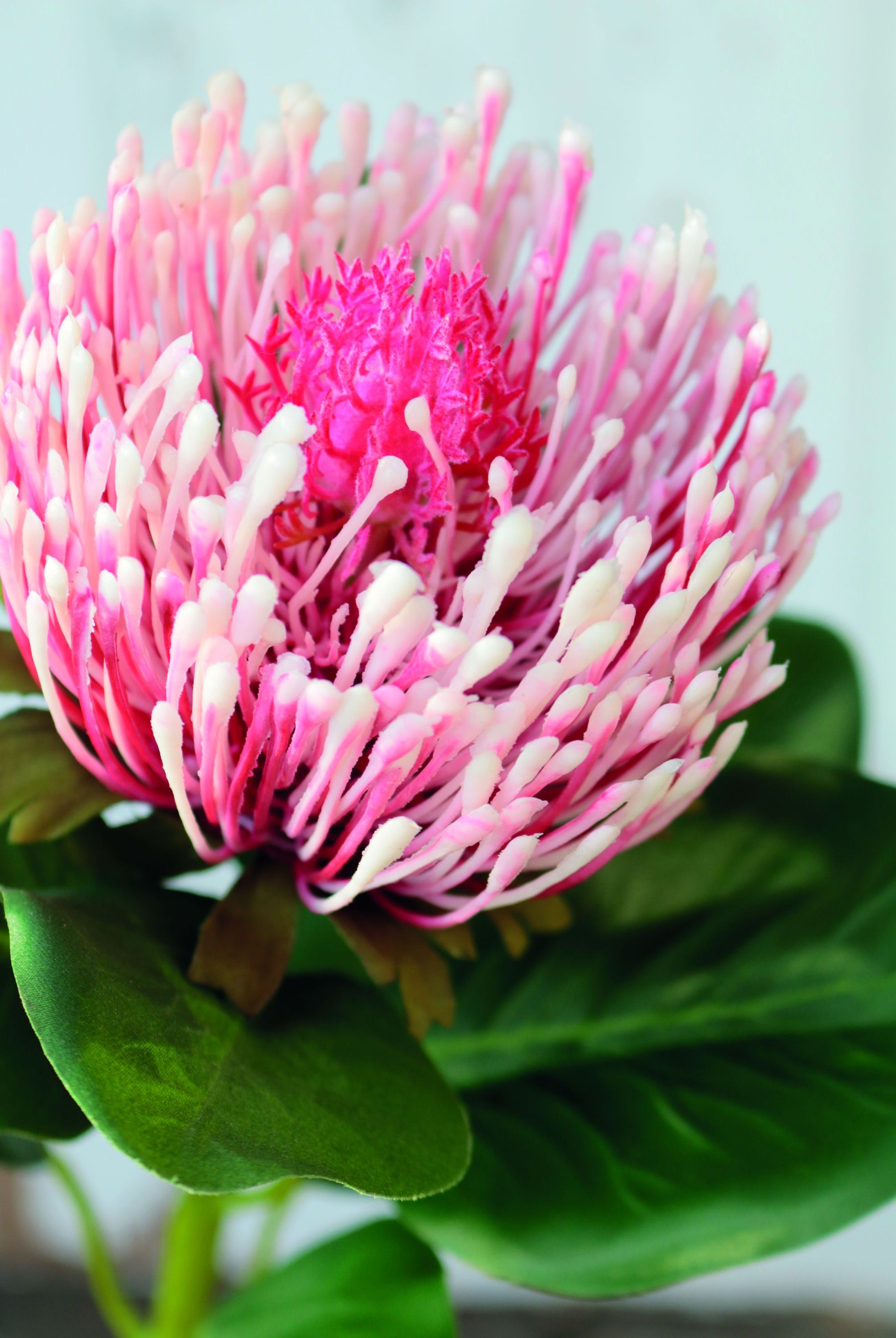 Kunstblume PROTEA