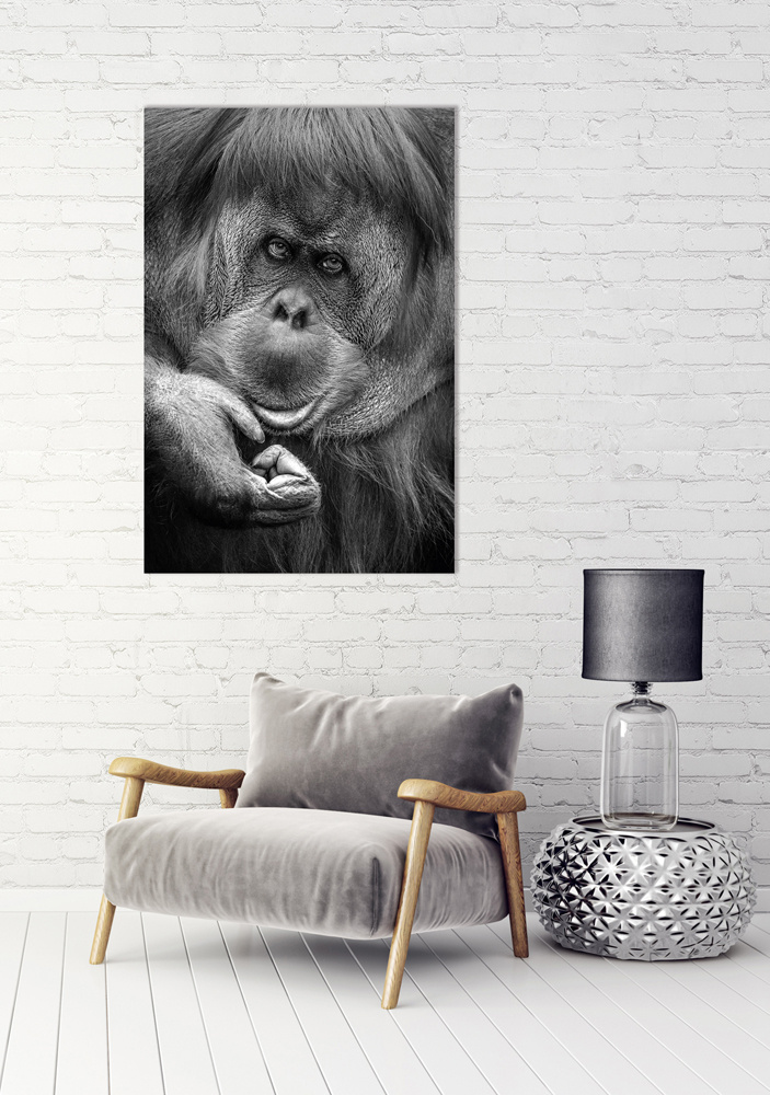 Akustikbild ORANG-UTAN