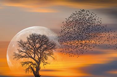 Bild VOGELSCHWARM & MOND