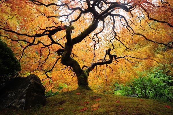 Leinwandbild DER BAUM