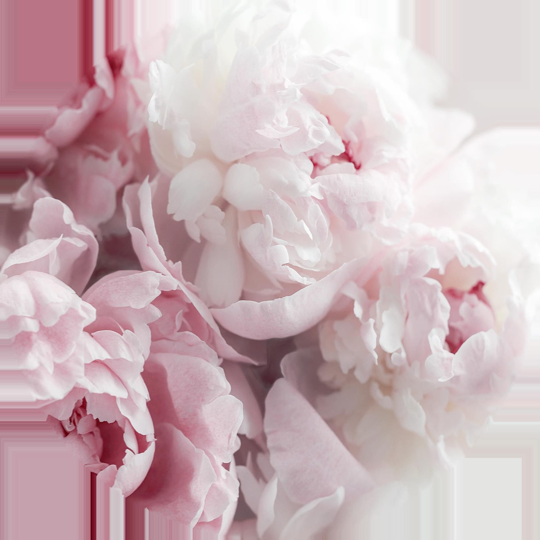 Glasbild PEONIES II