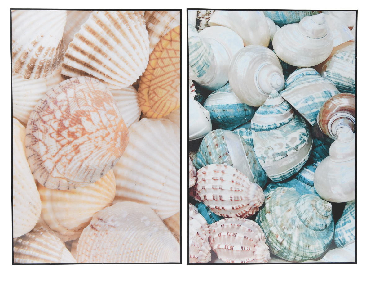 Bild MUSCHELN