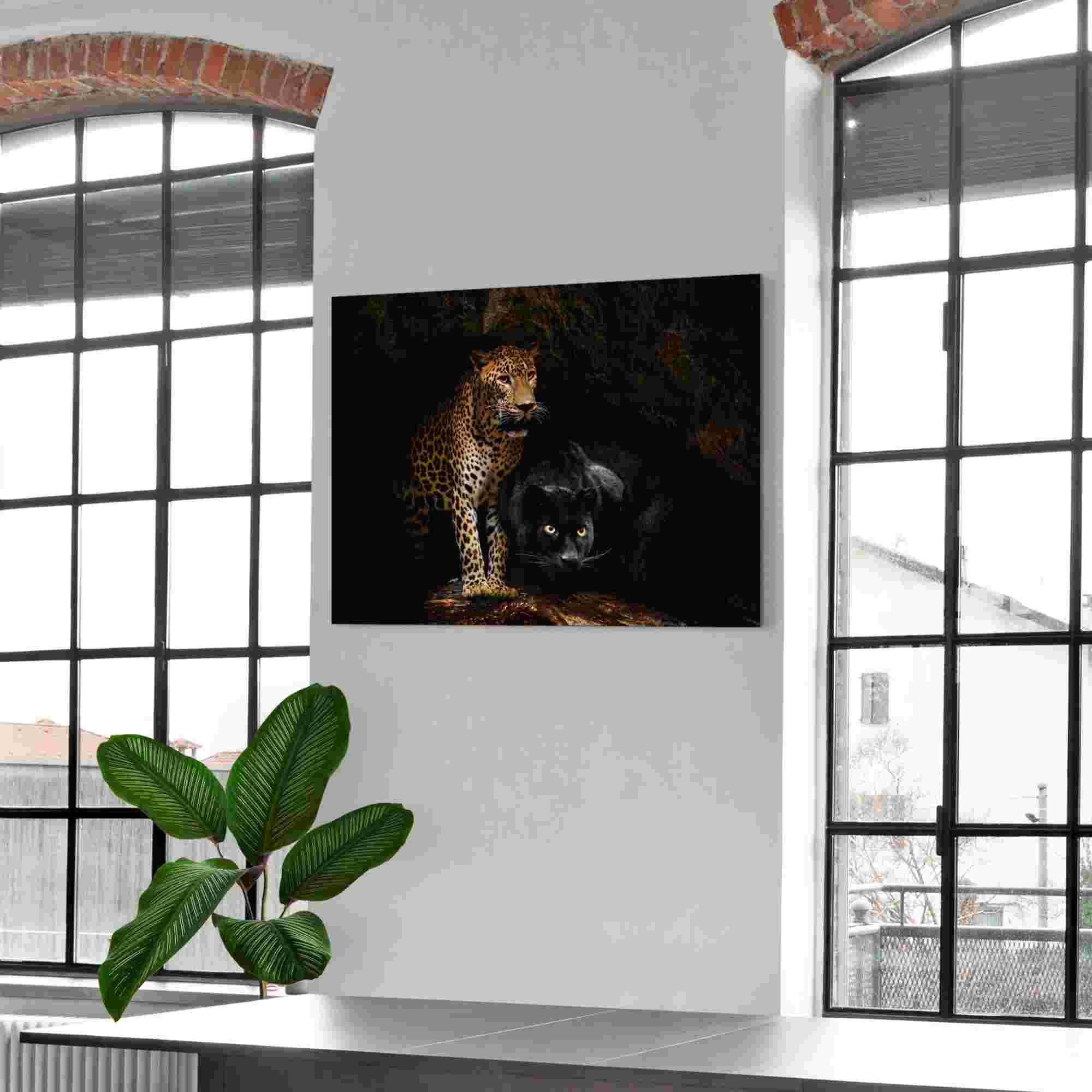 Bild CAVED CATS