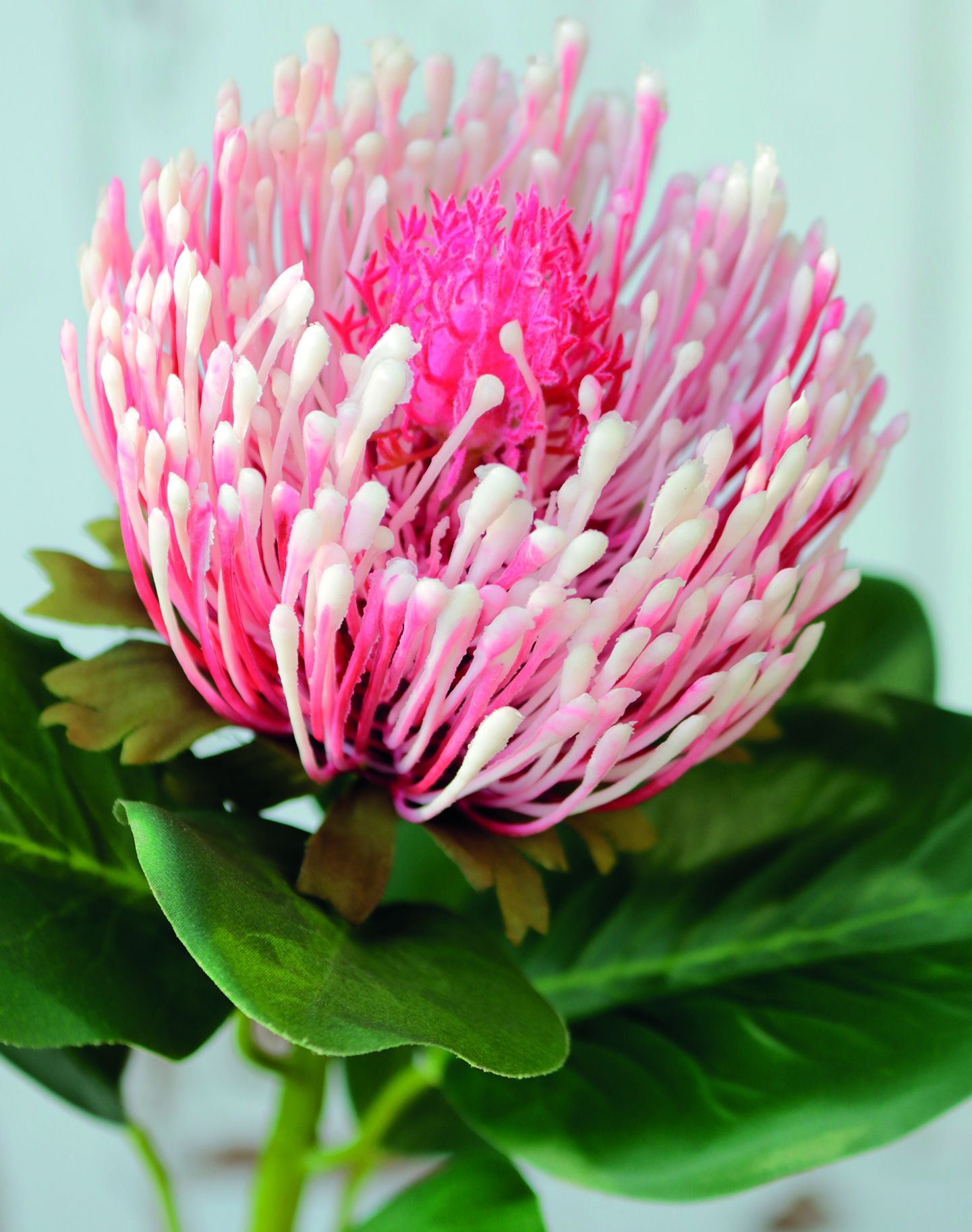Kunstblume PROTEA