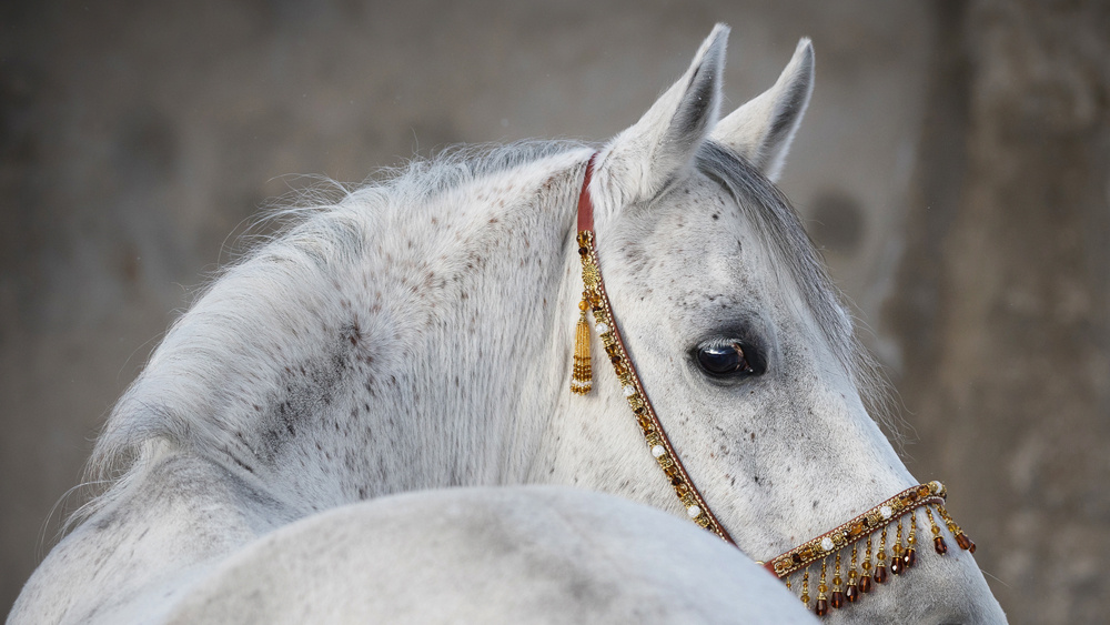 Akustikbild ARABER HENGST