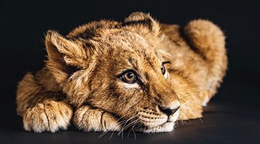 Bild LOVELY LION S