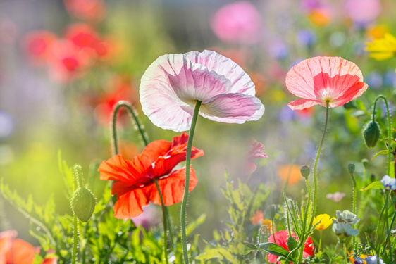 Akustikbild MOHNBLUMEN 4