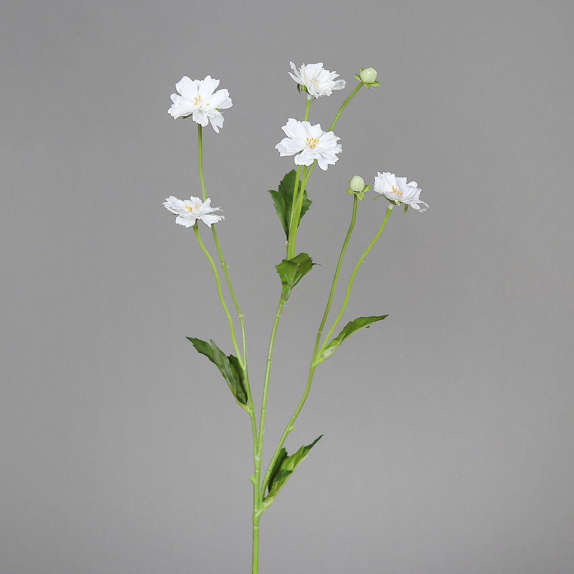 Kunstblume COSMEA