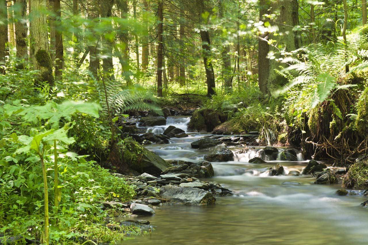 Leinwandbild FLUßLAUF IM WALD
