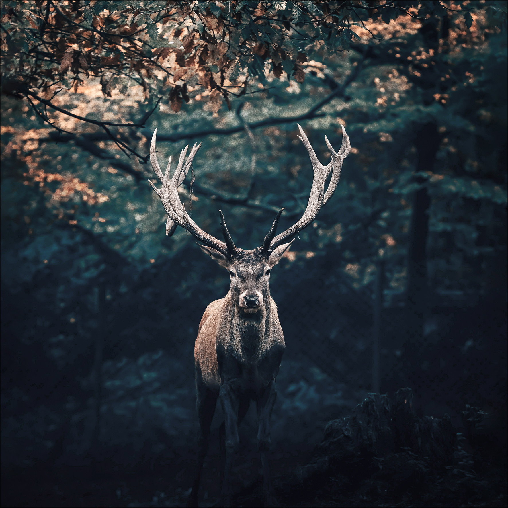 Glasbild DEER IN THE DARK