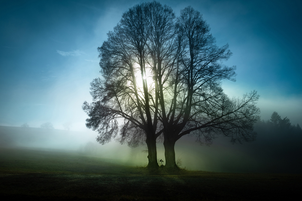 Akustikbild BÄUME MORGENNEBEL