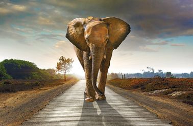 Bild ELEFANT