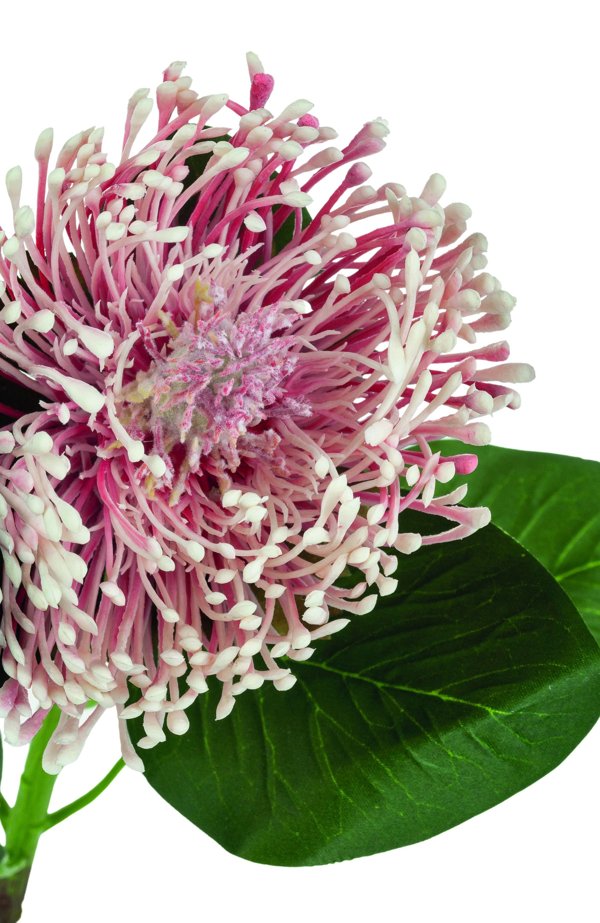 Kunstblume PROTEA