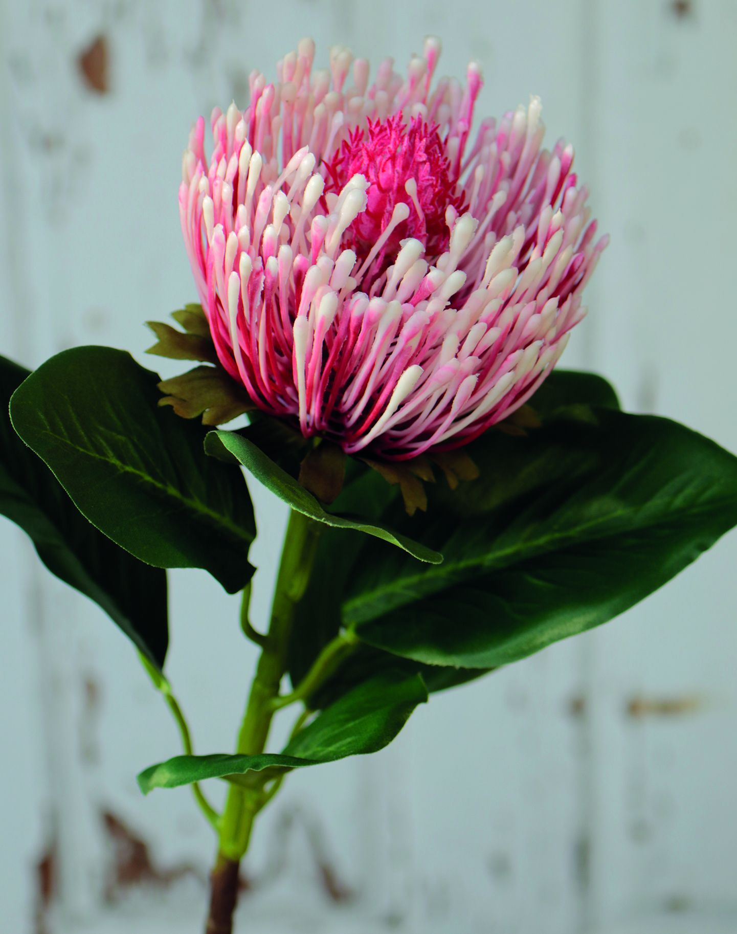 Kunstblume PROTEA