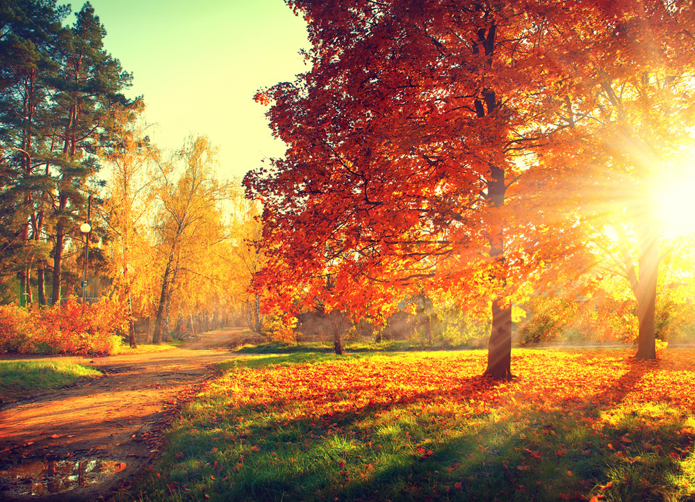 Akustikbild HERBSTWALD