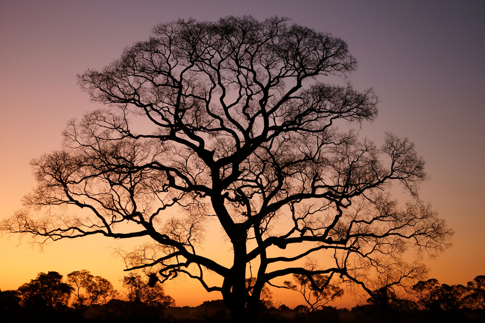 Akustikbild BAUM