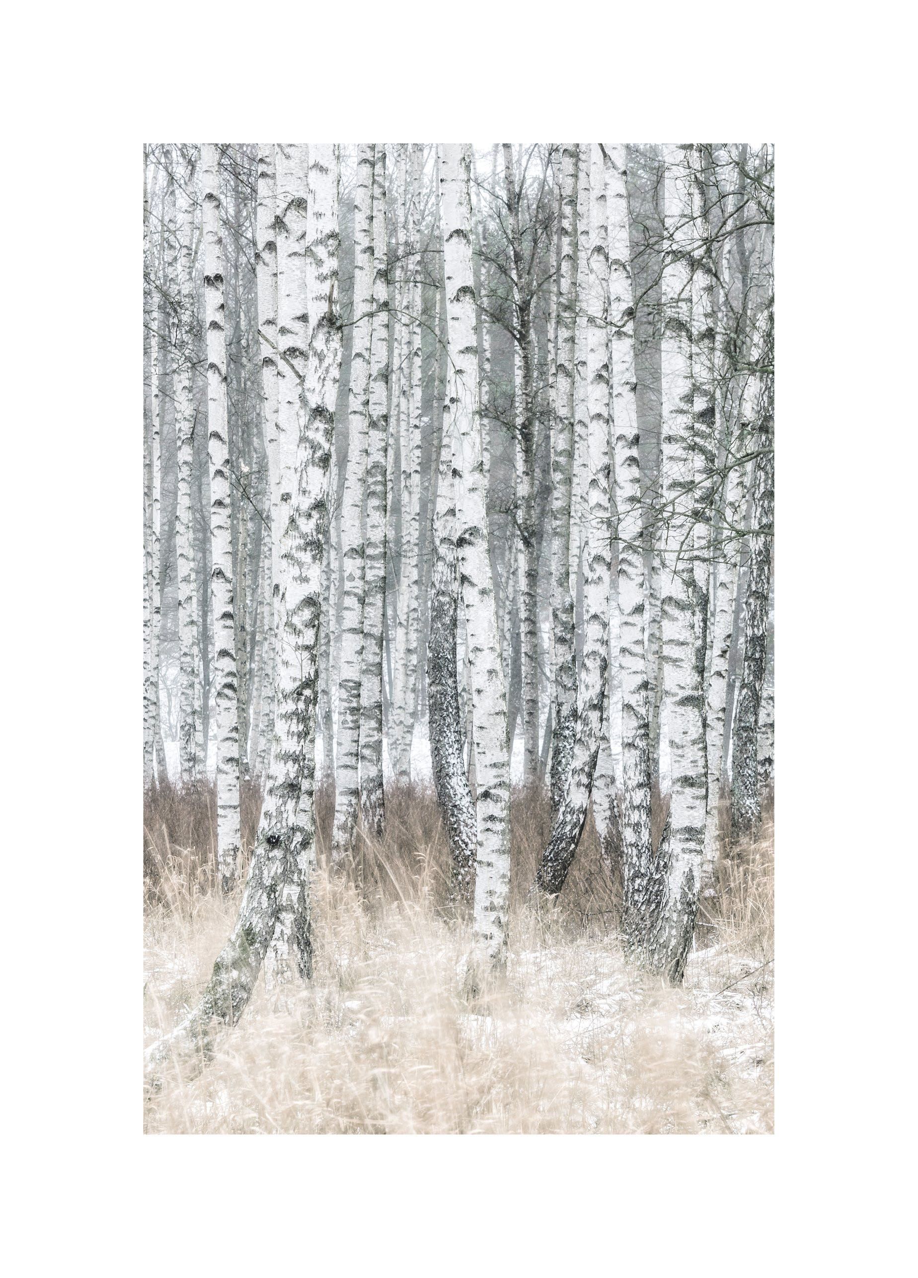 Bild BIRCH TREES