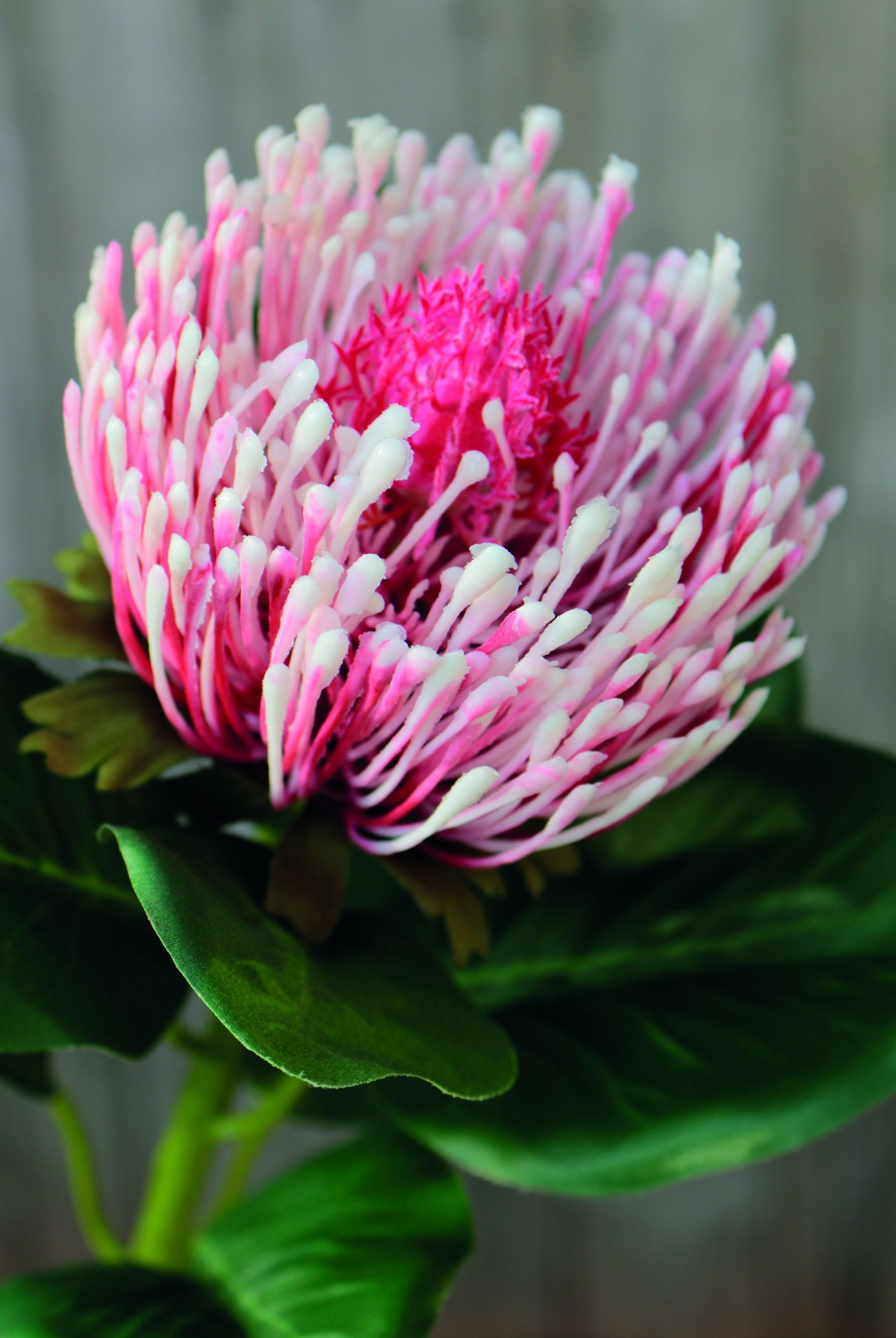 Kunstblume PROTEA