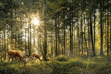 Bild REHE IM WALD S