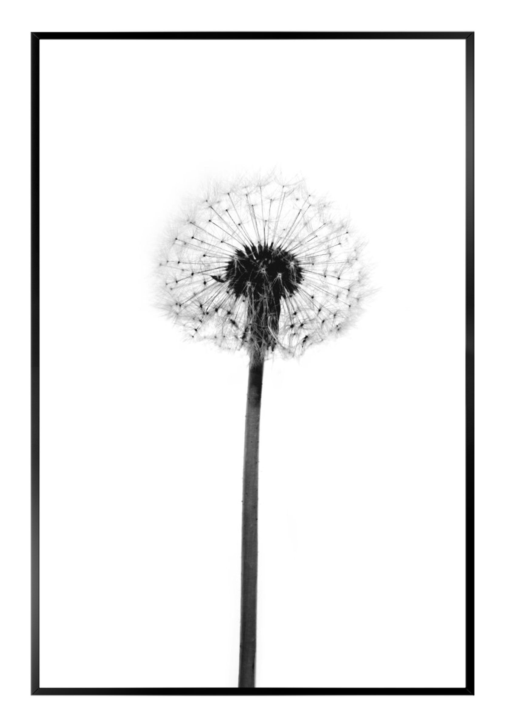 Bild DANDELION GREY