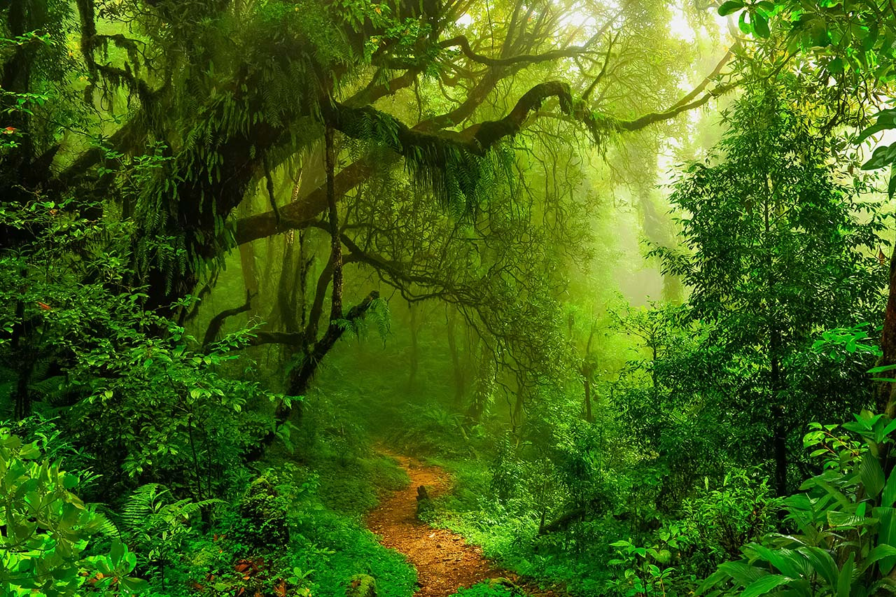 Akustikbild WOODLAND