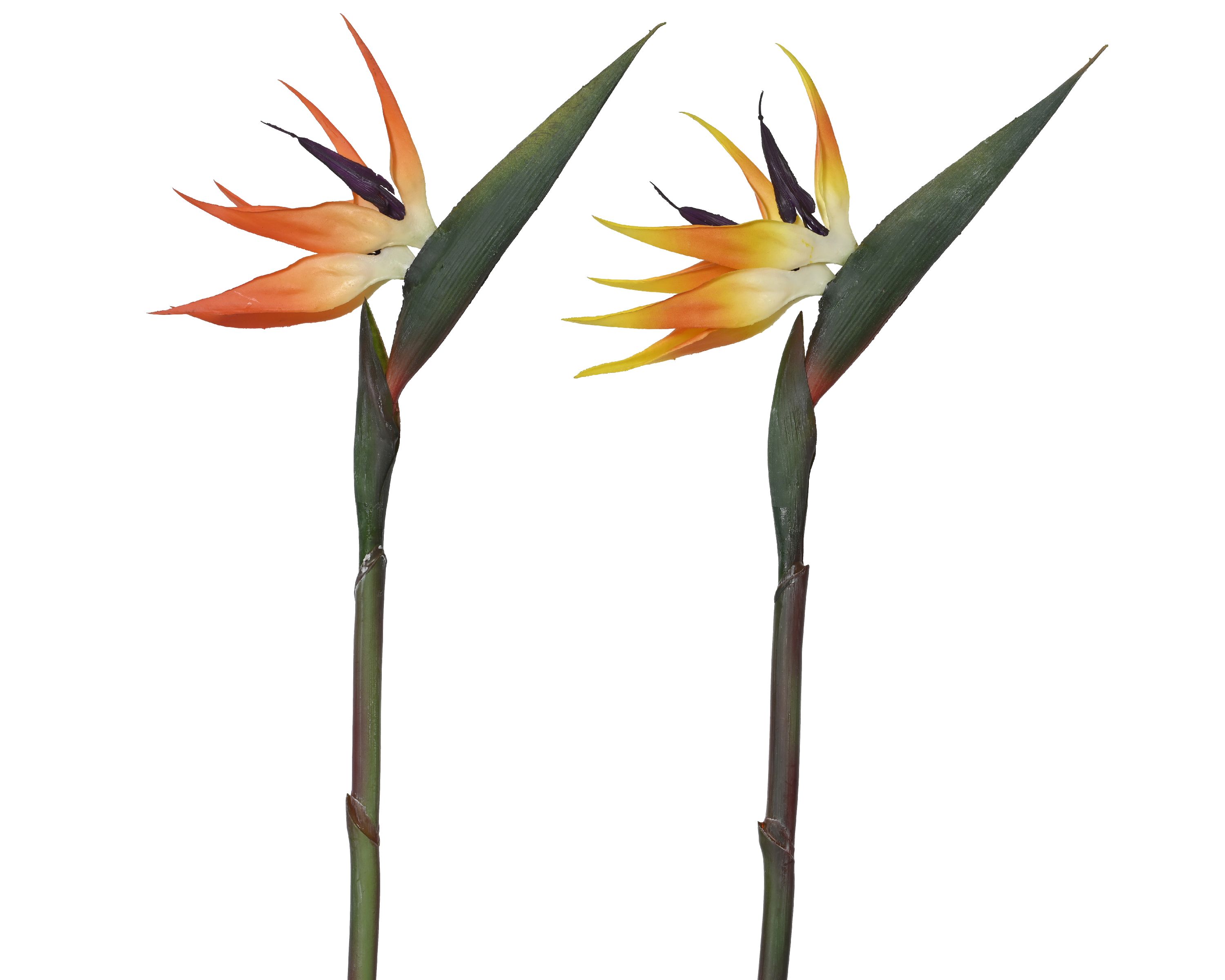 Kunstblume STRELIZIE