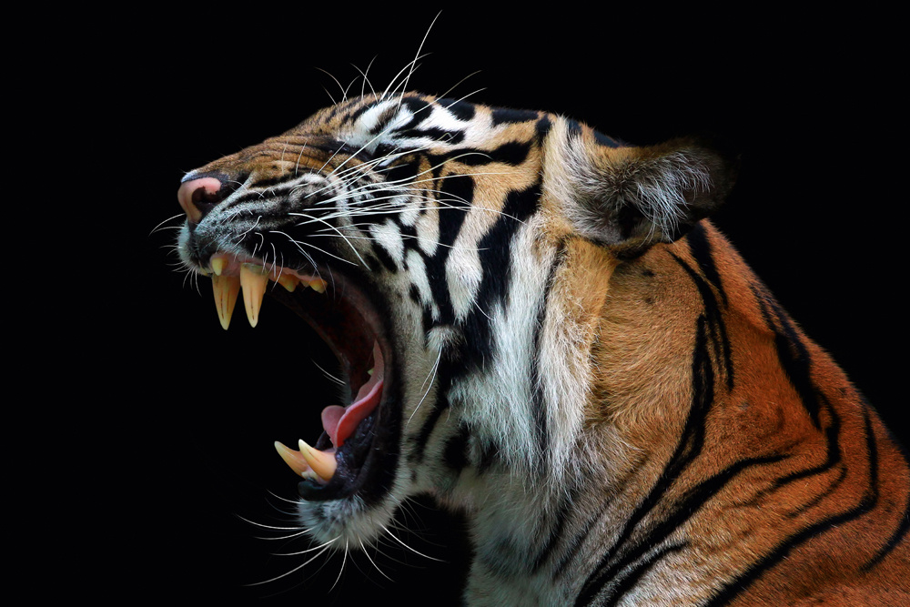 Akustikbild FAUCHENDER TIGER