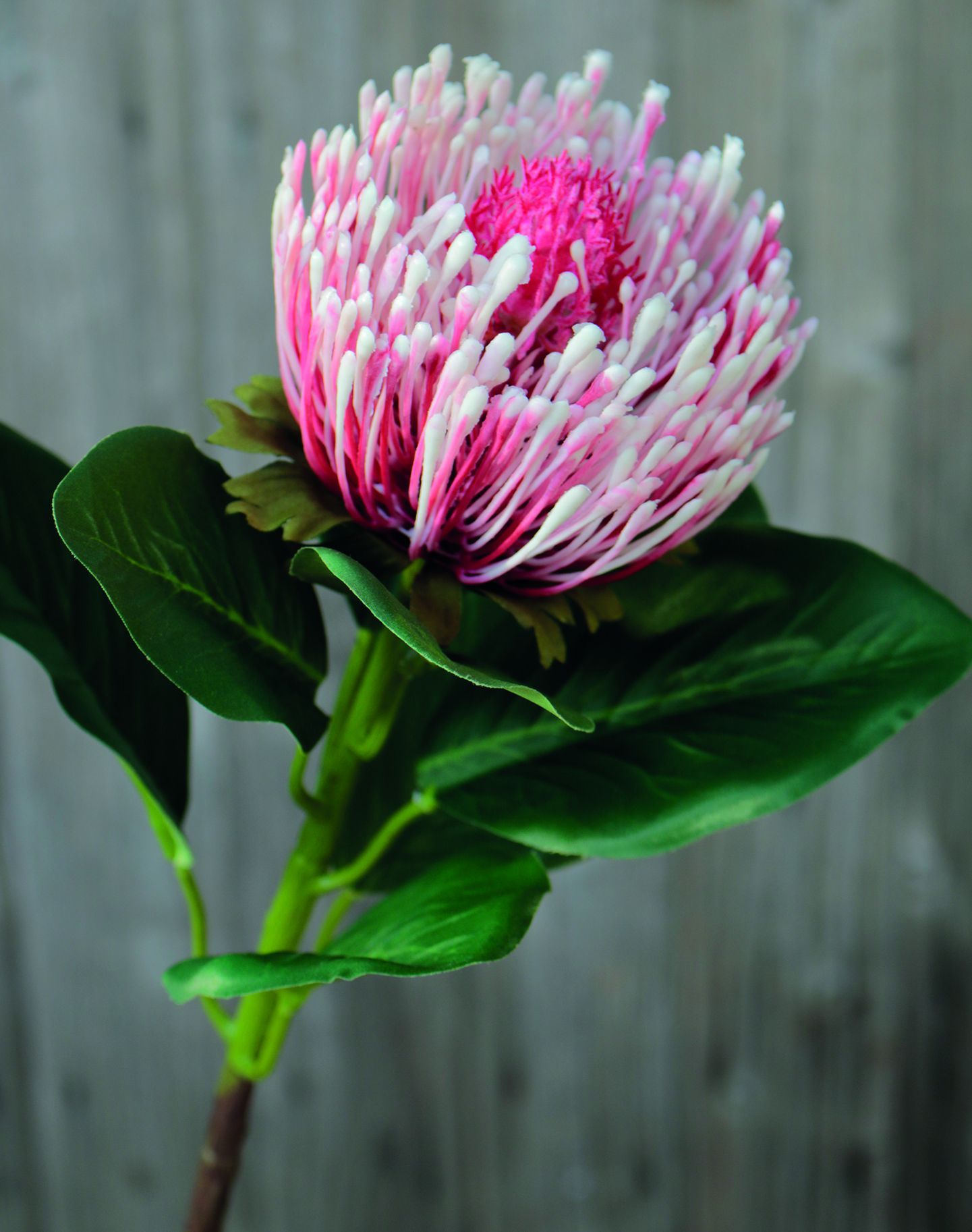 Kunstblume PROTEA