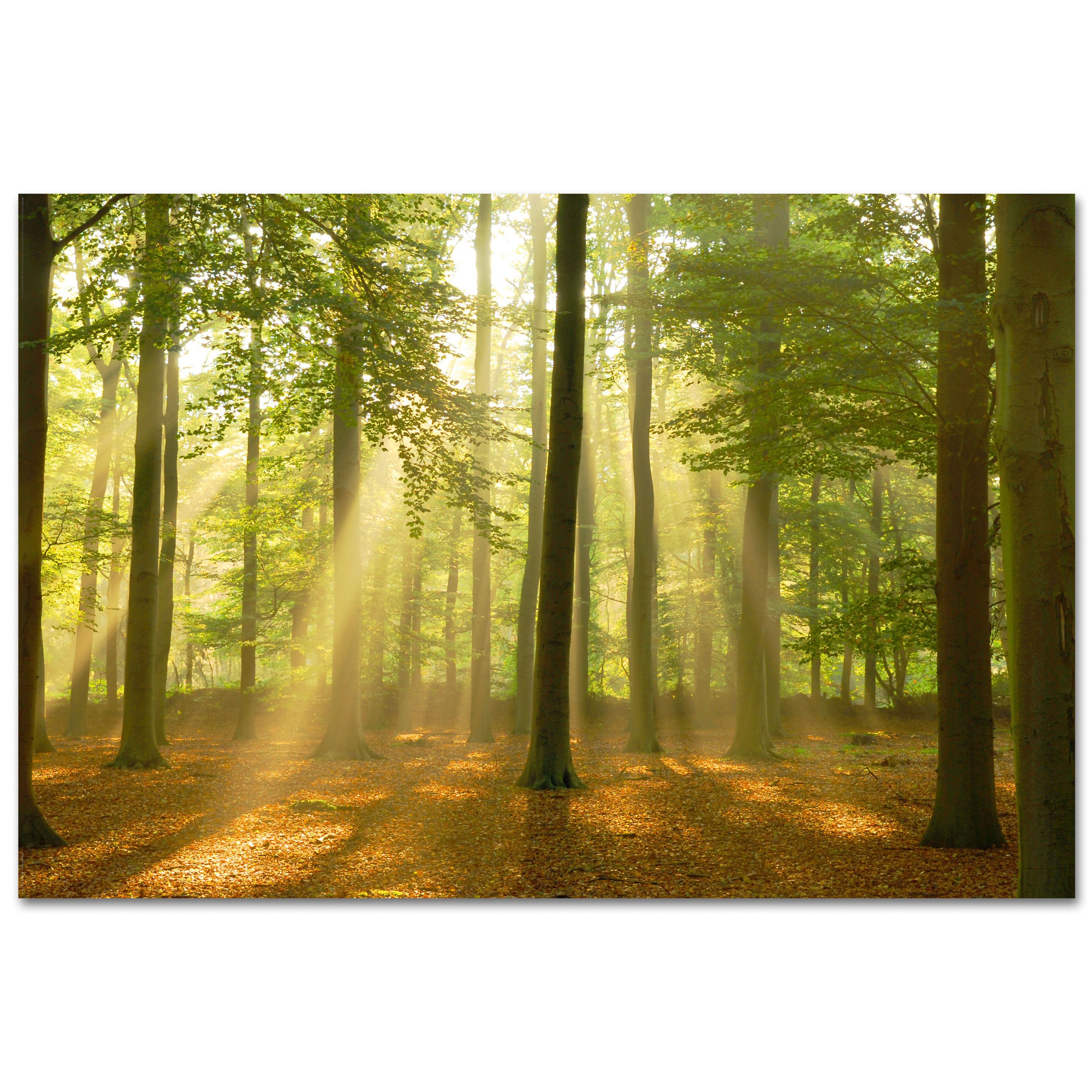 Bild SUNBEAM FOREST
