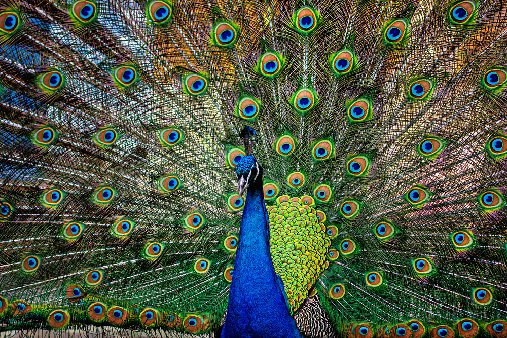 Akustikbild STOLZER PFAU