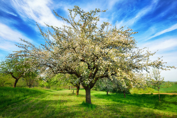 Akustikbild BLÜHENDE OBSTBÄUME aus Materialmix