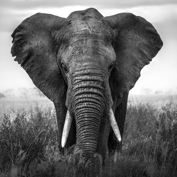 Akustikbild GROßER ELEFANT aus Materialmix