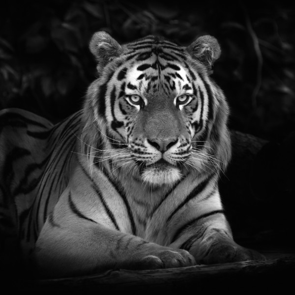 Akustikbild IMPOSANTER TIGER aus Materialmix