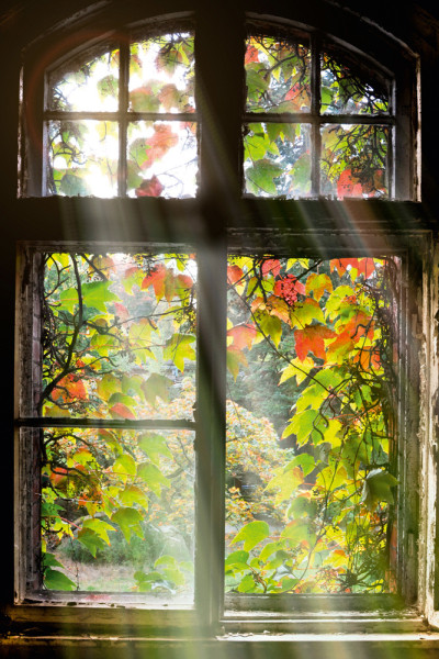 Akustikbild FENSTER MIT LAUB