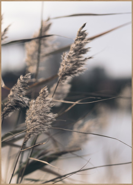 Posterboard MELLOW GRASSES 3