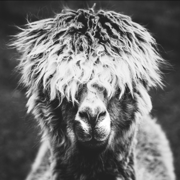 Akustikbild ALPAKA HIPPIE